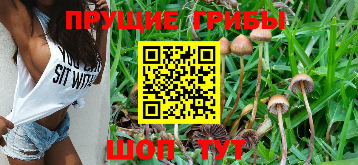 Костомукша  Галлюциногенные грибы Cubensis  Вход с VPN 